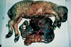 Aborted lambs.jpg